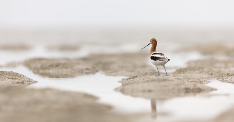 Audubon’s New Report Meets the Urgency of the Moment at Great Salt Lake