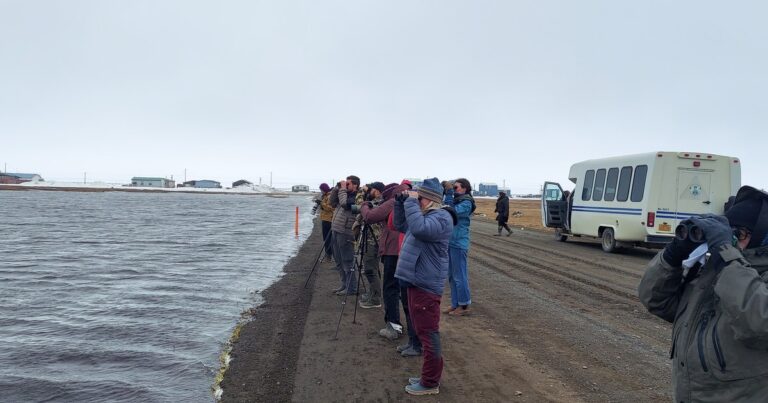 See you at the next Utqiaġvik Migratory Bird Festival!