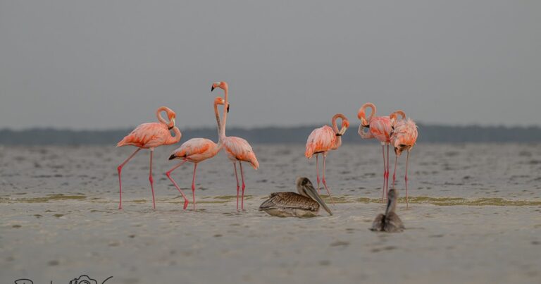 Florida Photographer Spots American Flamingo with Leg Band