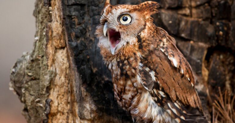 Big Wins for Birds this Legislative Session in Raleigh
