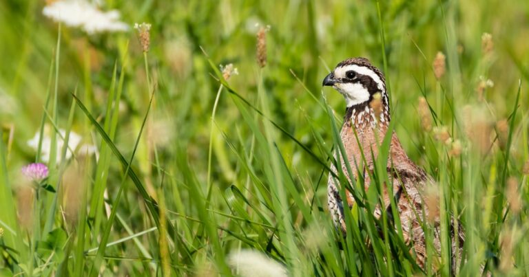 Audubon Statement: NC General Assembly Makes Historic Investment in Farmland Conservation