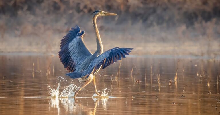 Bird Cities Soar: A Year of Community-Powered Conservation