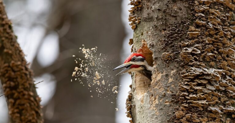 Wait—Do Woodpeckers Kill Trees? | Audubon