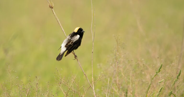 Adding to knowledge of life on the prairie with iNaturalist and other apps