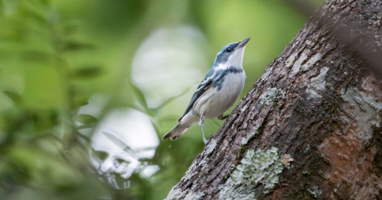 America’s Forests Depend on Private Landowners