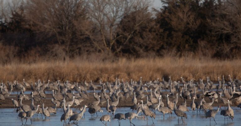 When is the best time to view the cranes?