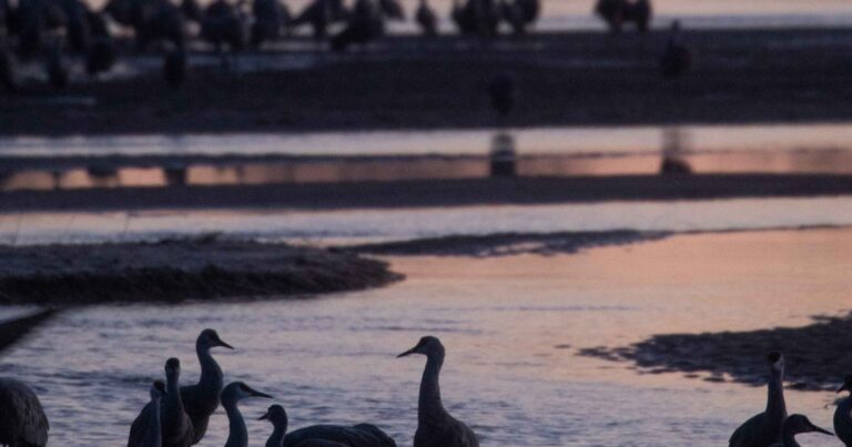 Closing Crane Season 2026: A poem of reflection