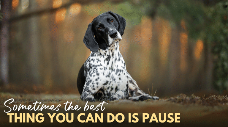 Sometimes the Best Thing You Can Do Is Pause