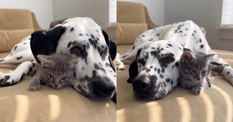 Tiny Rescue Kitten Is Loved by Big Dog Like She’s the Most Precious Thing in the World