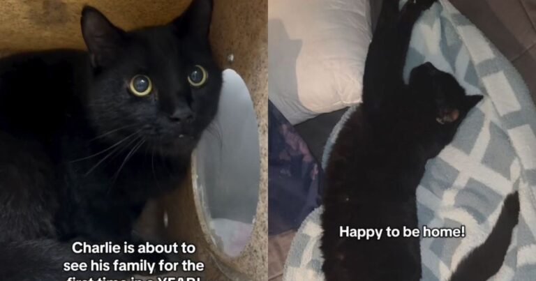 Rescue Cat Missing for a Year Finally Reunites With the Family Who Never Gave Up