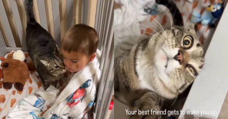 Cat’s Morning Ritual With Toddler in Crib Is Too Adorable to Miss