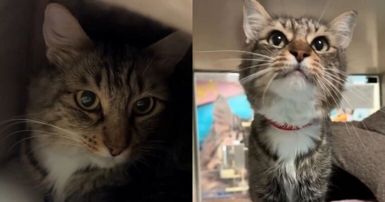 Shelter Cat Has Been ‘Starved for Love’ but Still Wants To Feel Safe in Her Little Room