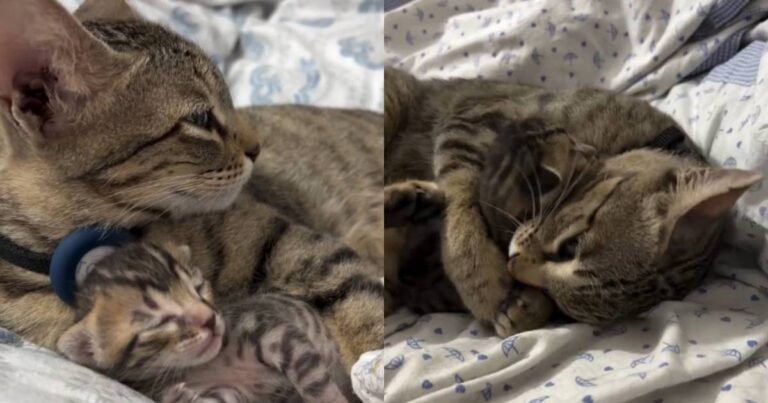 Mama Cat Welcomes One Precious Kitten & Makes Him Her Whole World