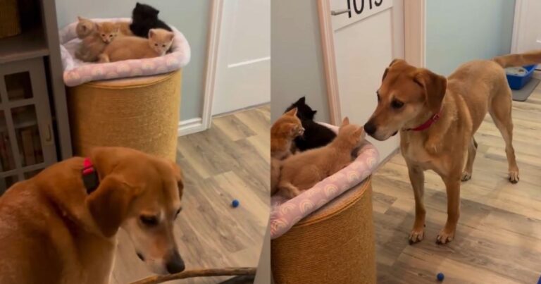 Kittens Wait in Perfect Silence While Dog Searches for Them