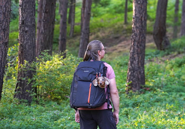 Should You Carry Your Dachshund? 9 Situations Where a Backpack Makes Sense
