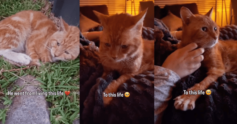 Rescue Cat Spent Years Sleeping on ‘Cold’ Concrete, Unaware a Soft Bed Waited for Him