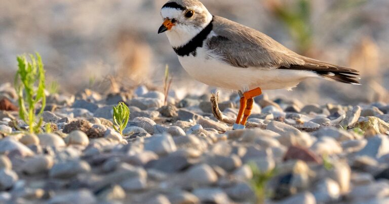 Release The Chicks! Banding Great Lakes Piping Plover Chicks in Northern Wisconsin