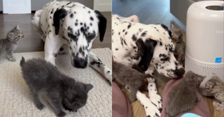 Baby Rescue Kittens Trust Big Dog Who Protects & Loves Them Like They’re Her Own