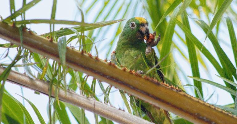 Birds and oil palm: cultivating sustainable landscapes
