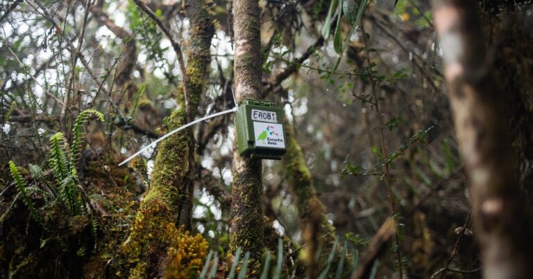 Escucha Aves: AI for Conservation and Communities