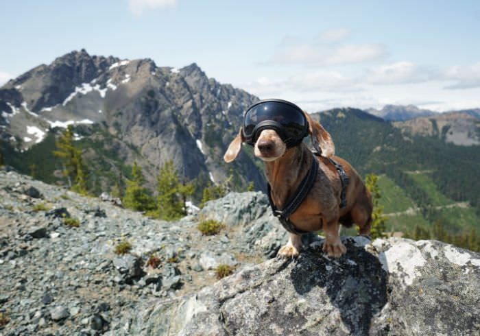 Helping Your Dachshund Live a Fuller Life Without Ignoring Risk