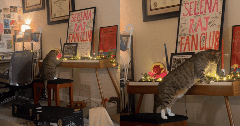 Cat Accidentally Composes a ‘Meowsterpiece’ & Is Branded a ‘Mozart’