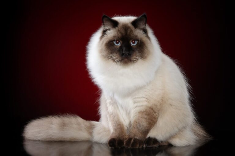 Meet the Cat Breed That Doesn’t Trigger Most Allergies, Doesn’t Mind Water, and Doesn’t Act Like a Cat at All