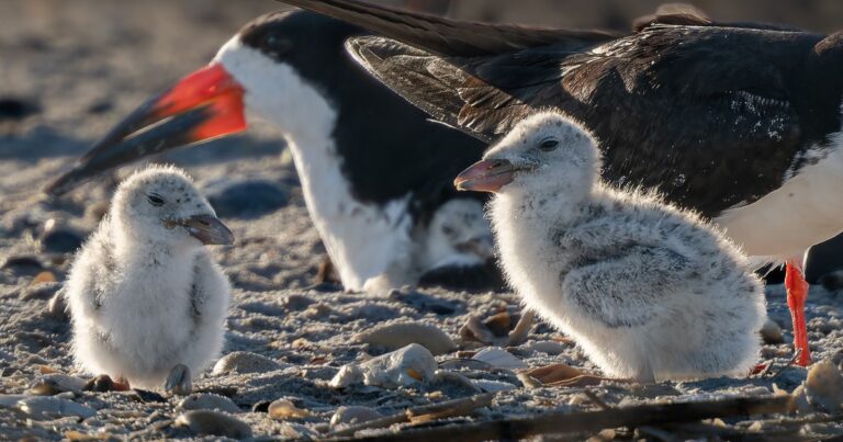 Get a Close-up of Skimmer Hatchlings Through the Lens of our Beach Bird Stewards