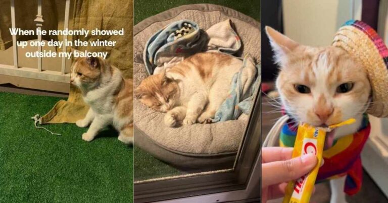 Injured Cat Randomly Enters Human’s Home Before His Life Completely Changes