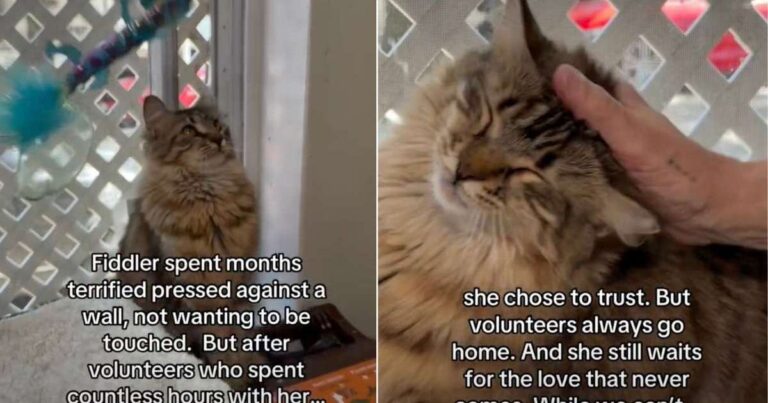 Shelter Cat Rescued From a Storm ‘Waits for a Love That Never Comes’