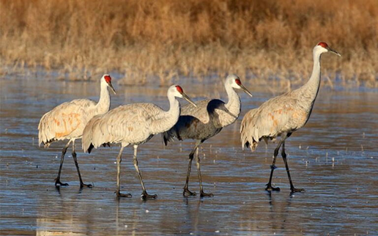 Fall Crane Viewing | Audubon