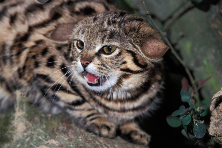 Thinking of Getting One of These Cat Breeds? Vets Say Think Twice