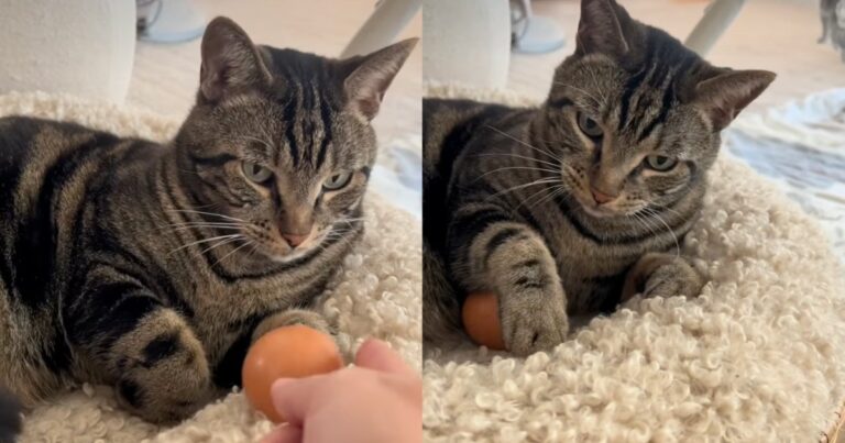 Human Gives Cat an Egg, Unprepared for What He Does Next