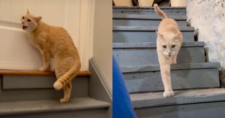 Cat Navigating a ‘Stormy Spring’ Goes Through a Whole Range of Emotions