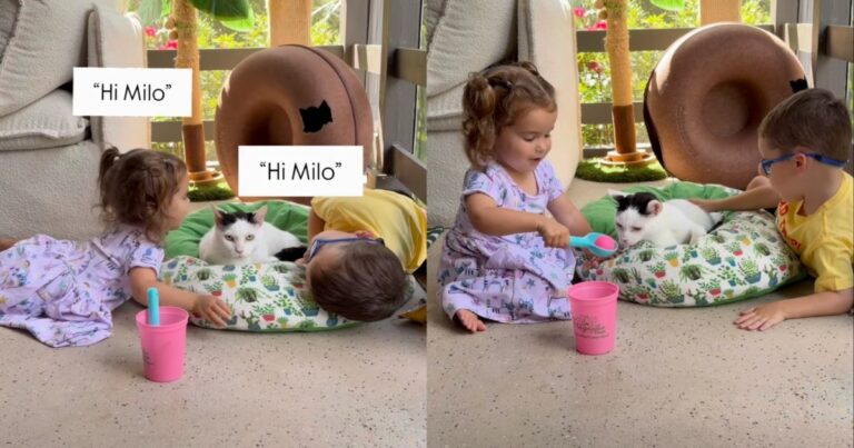Cat Gets the Cutest Nickname From Two Toddlers During Playtime