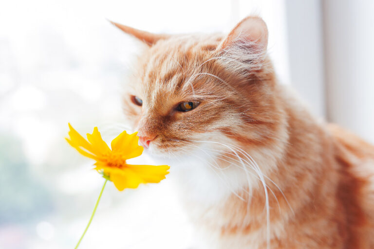 The Common Household Smells That Are Quietly Torturing Your Cat