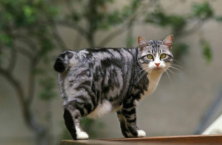 10 Mistakes Almost Every Cat Owner Makes Without Realizing It