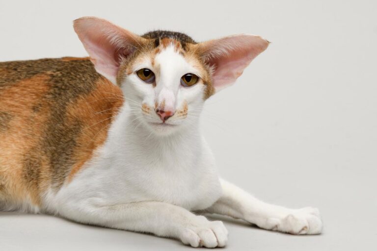 17 Cat Breeds Best Suited to Allergy Sufferers