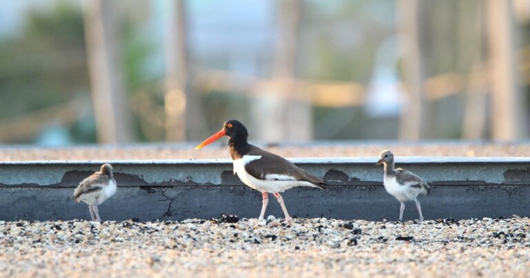 Tampa Bay Coastal Team Works Through Film Proposals and Roof Collapses in a Unique Start to the Summer Nesting Season