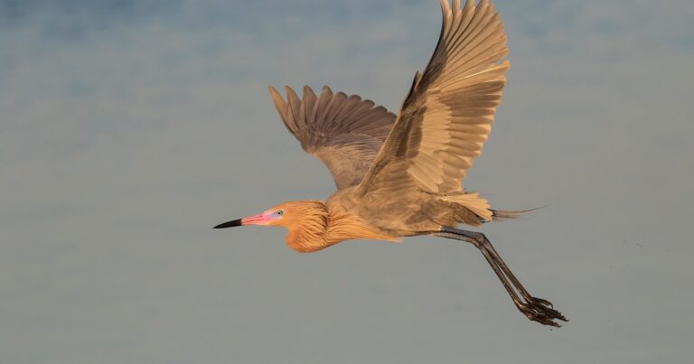Censusing Reddish Egrets | Audubon