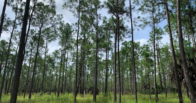 Birth and Regrowth Follow Corkscrew Prescribed Fire in Florida