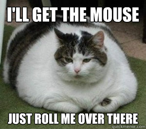 The Funniest Fat Cat Memes on the Internet — Did Yours Make the List?