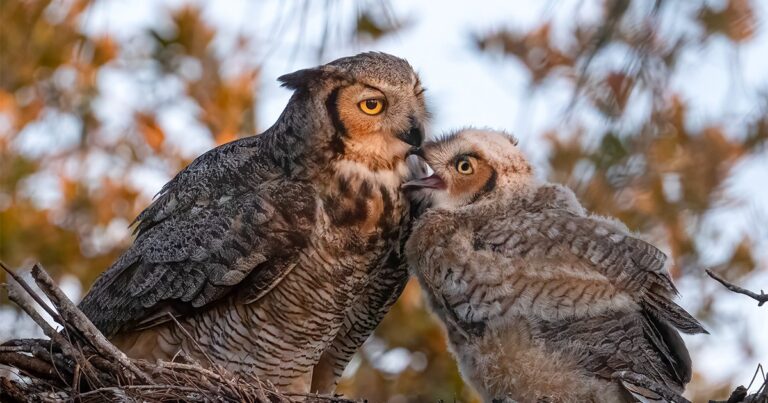 10 Fun Facts About the Great Horned Owl