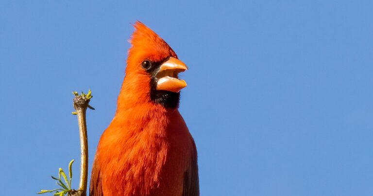 Birds Build Their Songs Using Just Eight Musical Elements, Study Finds