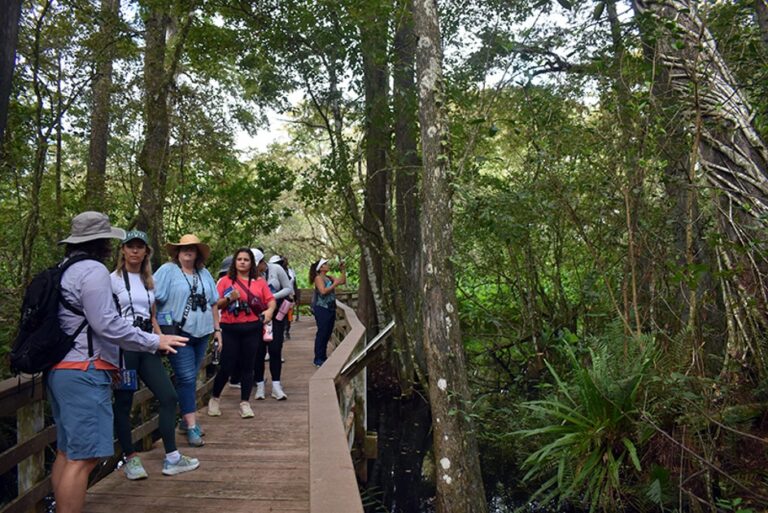 Beat the Heat and Discover the Magic of Corkscrew Swamp Sanctuary