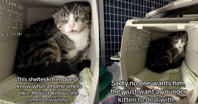 Shelter Cat Found as a Stray ‘Doesn’t Know What Home Smells Like’