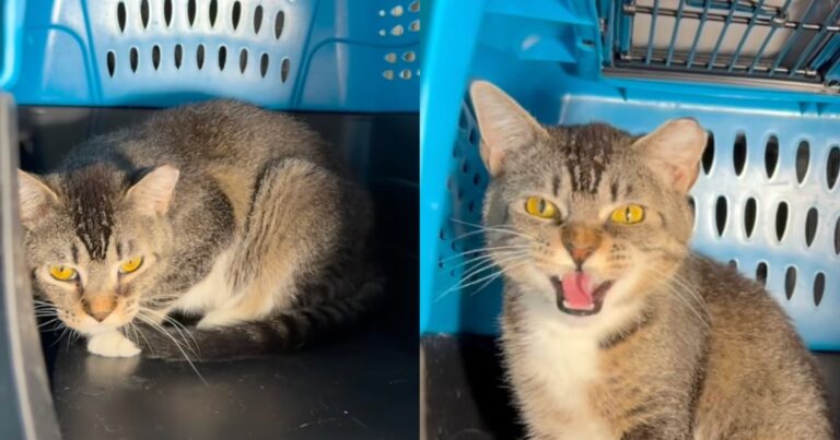 ‘Saddest’ Shelter Cat Was Once Too Hopeful, but Is Not the Same Anymore
