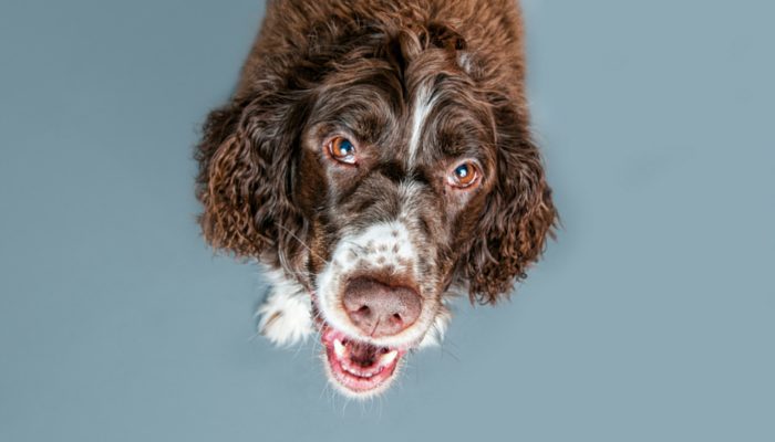 500 Irish Dog Names – Puppy Leaks
