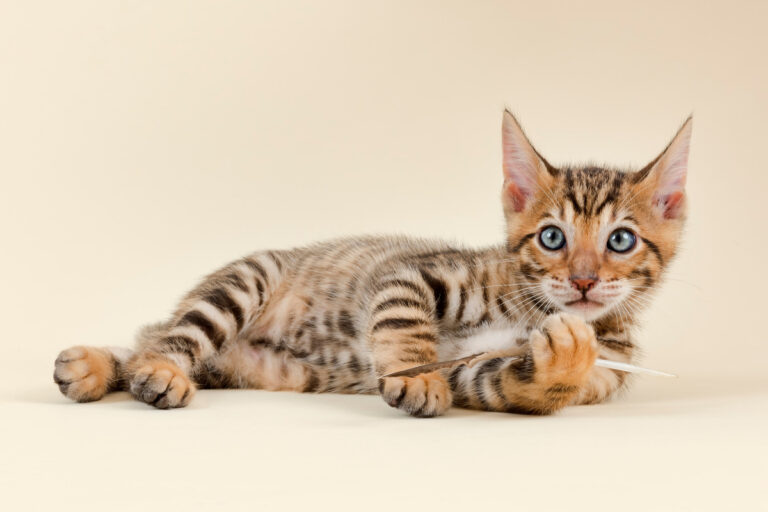 Meet the Cat Breed That Doesn’t Purr Like a Kitten, Doesn’t Look Like One Either, and Doesn’t Let You Forget It