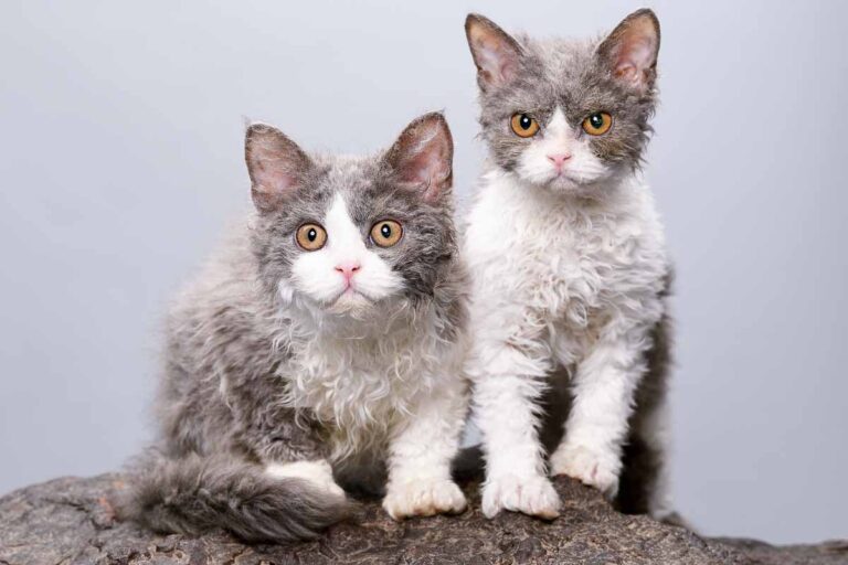 The Rare Cat Breeds Most Owners Have Never Even Heard Of